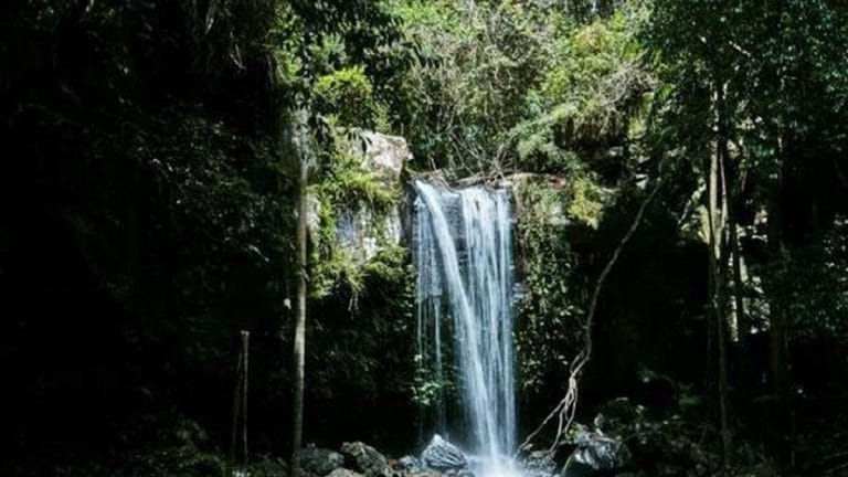 The NTT Group Collaborates with ClimateForce to Create the World’s First Smart Rainforest